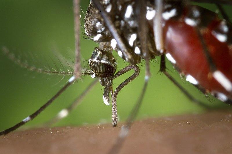The Tiger mosquito feeding on human blood.