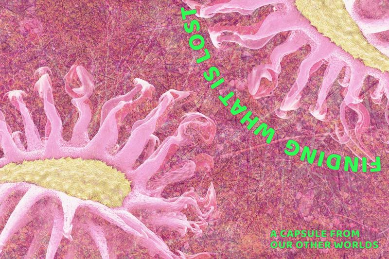 The image shows two amoeba-like creatures with yellow centres and many bright pink arms. The background is a collage of nature images and splatters in dark pink. Bright green words provide the title of the installation: FINDING WHAT IS LOST, A Capsule From Our Other Worlds.