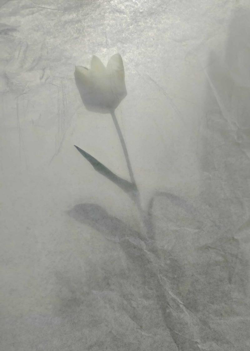 Eine Tulpe kommt von der unteren rechten Seite des Bildes. Sie erscheint als Schatten hinter einer weichen, halbtransparenten Oberfläche. A tulip appears from the down right side of the image. It appears as a shadow behind a soft semitransparent surface. 