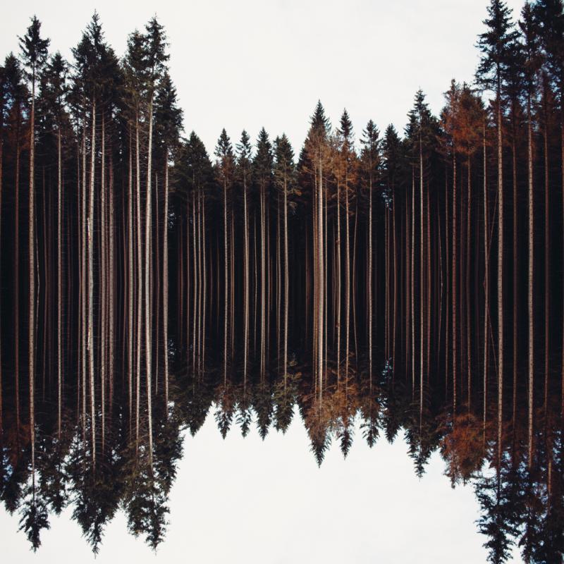 Die Fotocollage zeigt einen dichten Nadelwald, der mittig gespiegelt wurde, sodass der Eindruck einer perfekten Wasserreflexion entsteht. Die schlanken Baumstämme verlaufen senkrecht und verschmelzen an der Spiegelachse, wodurch eine symmetrische, fast surreale Komposition entsteht. Der helle Himmel kontrastiert mit der dunklen Waldstruktur.
