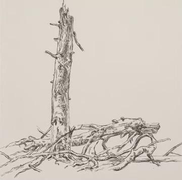 Zerbrochene Buche