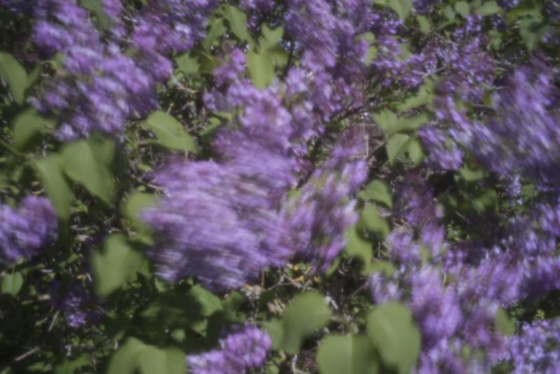 Flieder im Garten