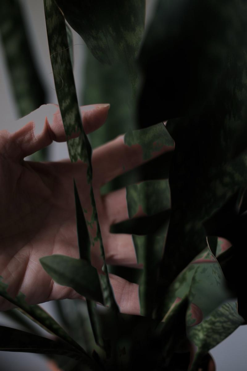 Eine Hand und eine Pflanze vermischen sich