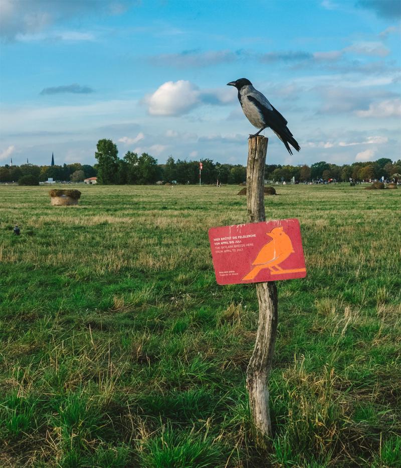 Eine Fotografie vom Tempelhofer Feld in Berlin Neukölln. Mittig in dem Bild ein Hinweisschild zur Brutsaison der Feldlerche. Auf dem Schild sitzt eine Nebelkrähe.