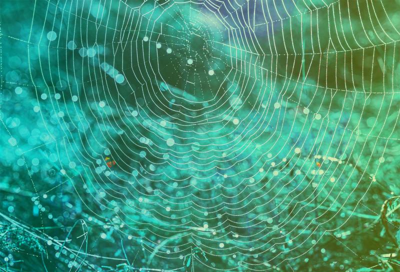Spider - Web 