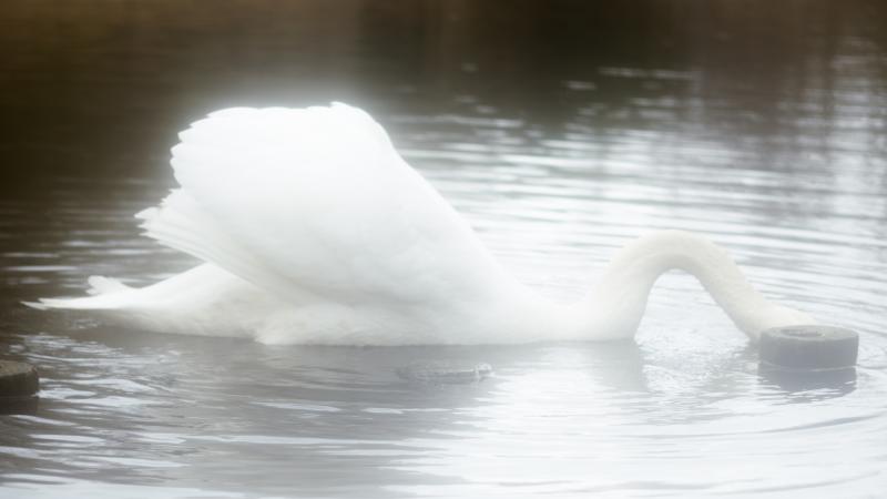 swan