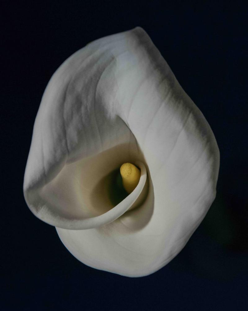 Blume