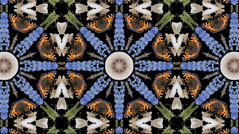 In dem Bild ist ein Kaleidoskope ähnlicher Filmausschnitt zu erkennen, der aus Insekten und Schmetterlingen besteht.