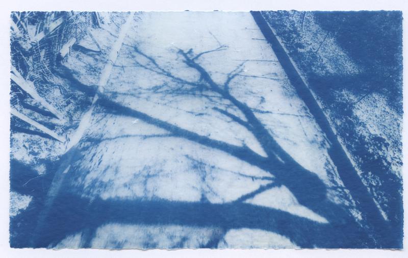 A cyanotype print on tracing paper depicting the shadow of a bare tree cast across a paved road, captured from a Google Street View screenshot. The sprawling branches spread across the surface of the path, evoking a familiar street in the artist's hometown. Surrounding vegetation and a diagonal pole frame the composition. Rendered in deep blue tones characteristic of the cyanotype process.