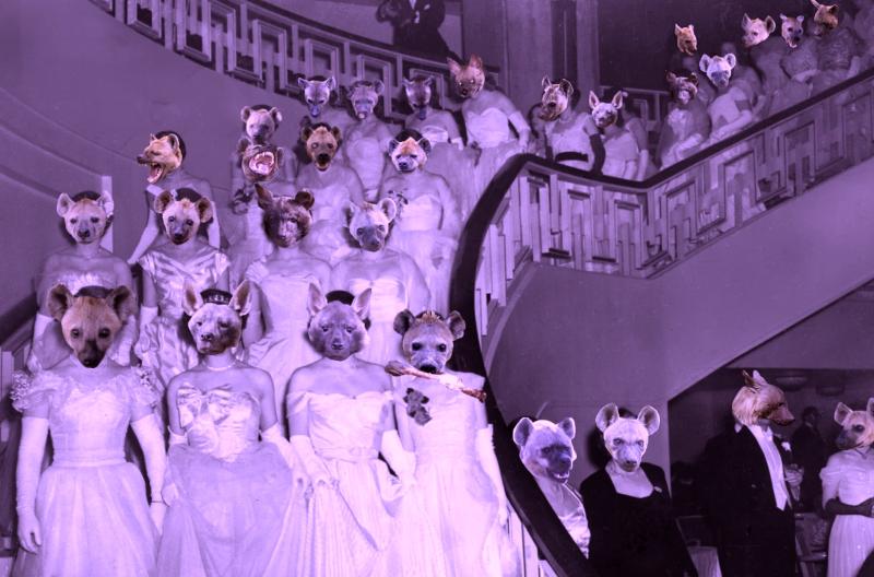 A cotillion ball where everyone's heads have been swapped with heads of hyenas