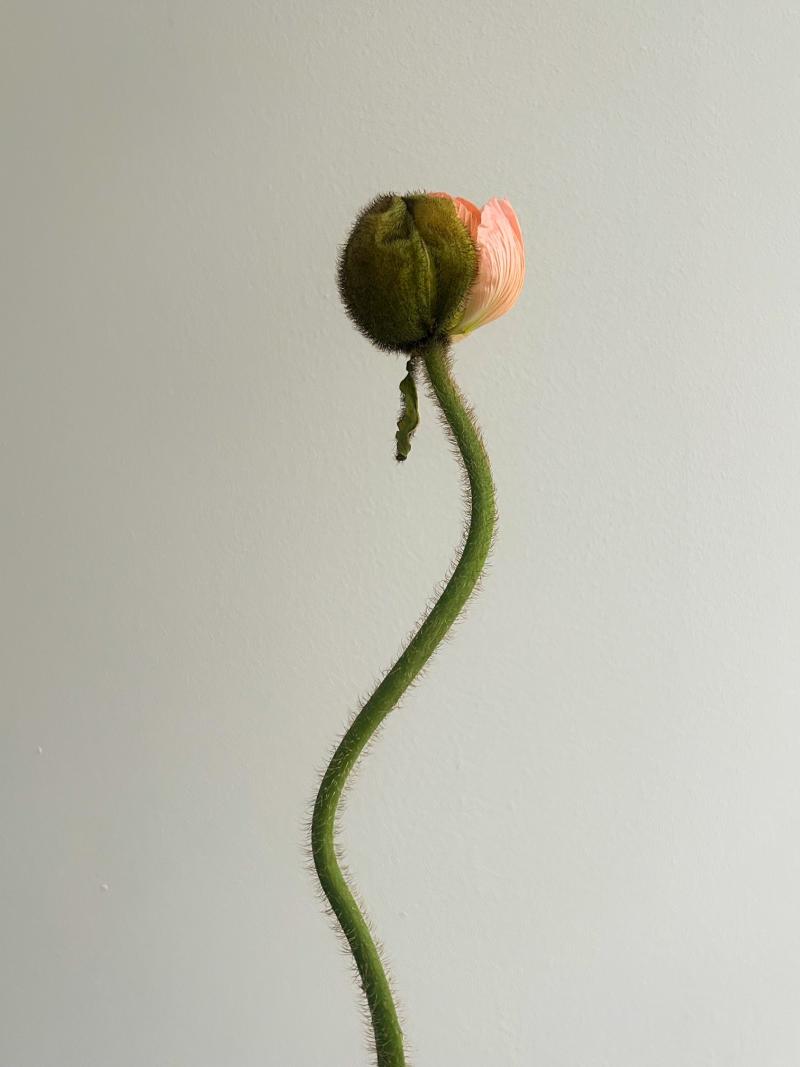 Poppy in the  stage of blossoming, with half of its petals still enclosed in the green calyx, resting on a neutral background.