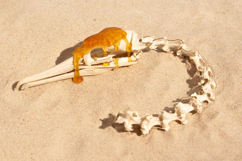 Objekt (Möwenskelett) aus der Installation "Willkommen am Schleckstrand" von Enny Wokna