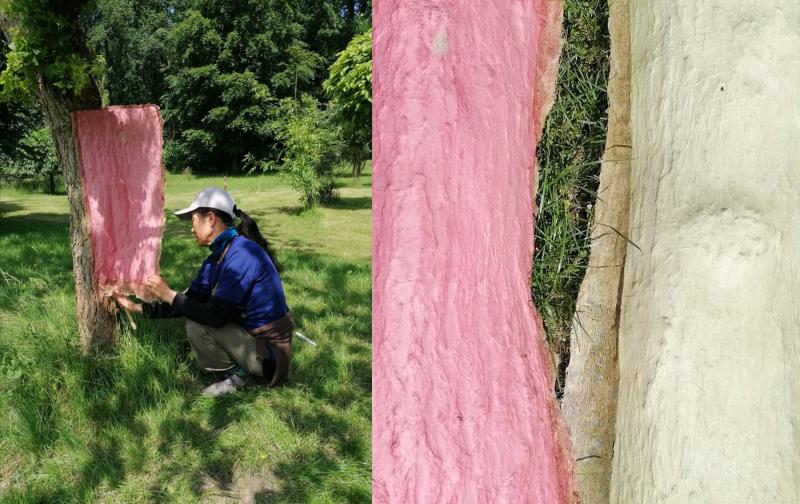 Spiegel/Mirror-Baumabformung-Visualisierung 2