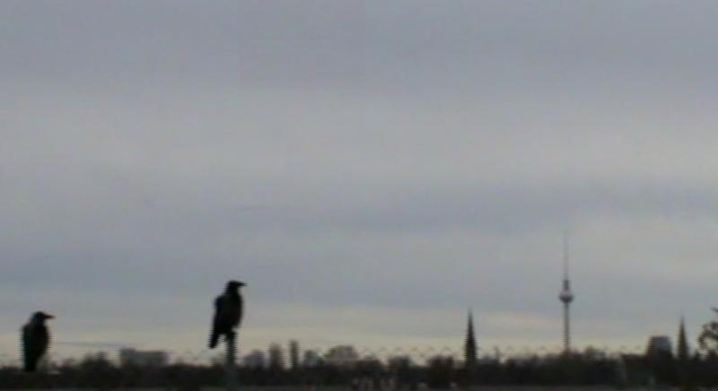 Zwei Krähen auf dem Zaun, im Hintergrund der Horizont des Tempelhofer Feldes