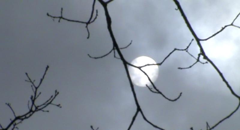 Vollmond zwischen Ästen