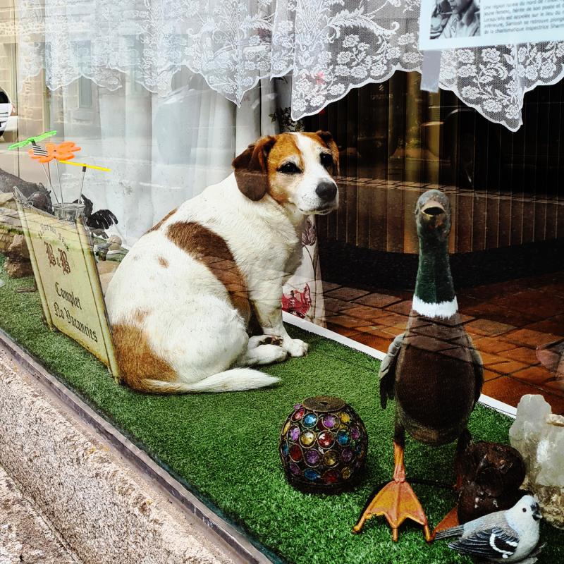 Ein Hund sitzt in einem Schaufenster.