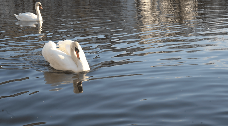 Schwäne am Kanal