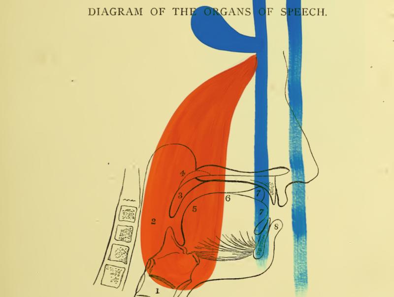 A historical anatomical diagram of the organs of speech, overlaid with gestural brushstrokes in orange and blue that partially obscure and reinterpret the scientific illustration. The collision of medical objectivity and painterly intervention creates a charged tension between knowledge and feeling.