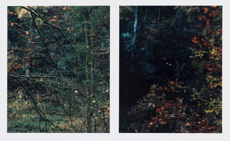 dichter Wald